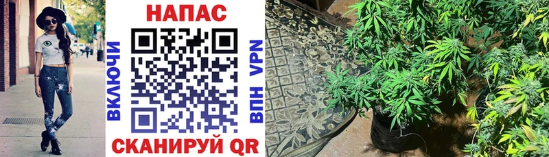 Конопля Bruce Banner  Сосногорск 